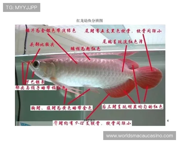 红龙扑克经典玩法解析，带你轻松掌握红龙扑克的核心技巧